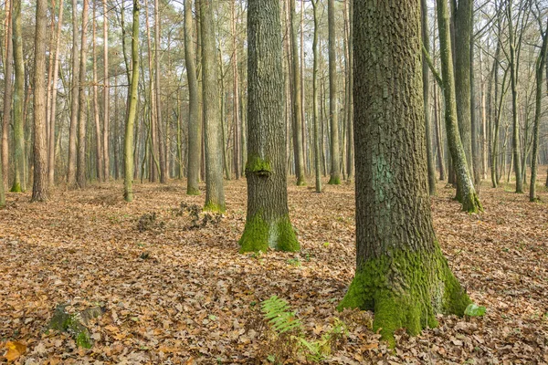 Дерево стволы в лесу, опавшие коричневые листья — стоковое фото