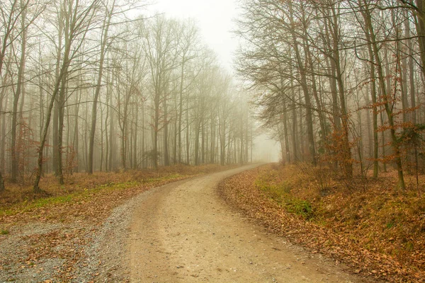 Road through the forest, autumn view, foggy day — Stock Photo, Image