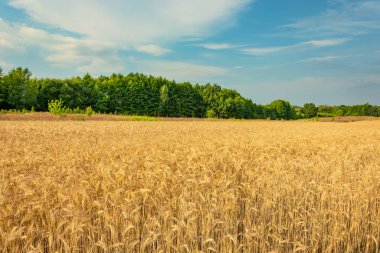 Geniş üç ölçekli alan, yeşil ağaçlar ve açık gökyüzü