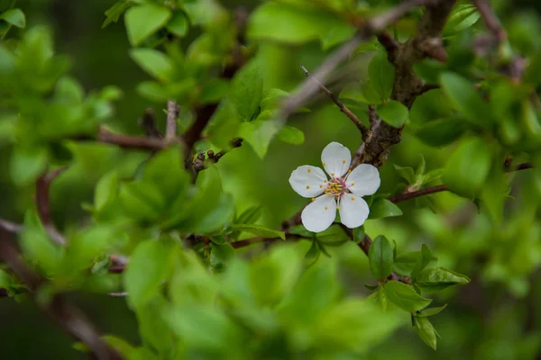 Belleza sola flor en un árbol frutal entre hojas verdes — Foto de Stock