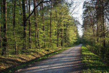 Ormanın içinden geçen yol güneşle aydınlanıyor.