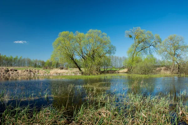 Árboles y hierba en la orilla del estanque y el cielo azul — Foto de Stock