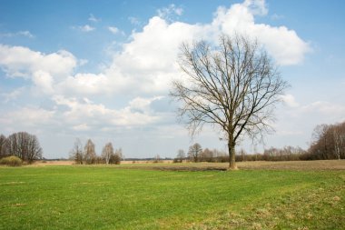 Çayırda yaprakları olmayan meşe ağacı, ufukta ve gökte bulutlar