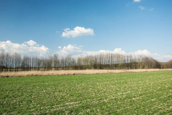 Grøn fjedermark, træer og skyer på himlen - Stock-foto