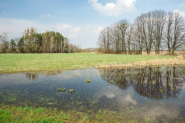 Pradera inundada de primavera, bosque al horizonte, nubes y árboles reflejándose en el agua —  Fotos de Stock