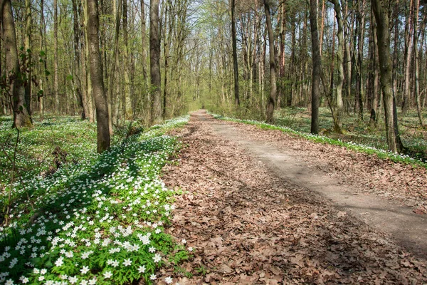 Путь в лес и цветущие белые цветы — стоковое фото
