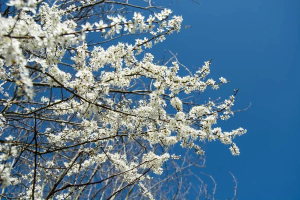 Branches with white cherry blossoms on a blue sky background Stock Image