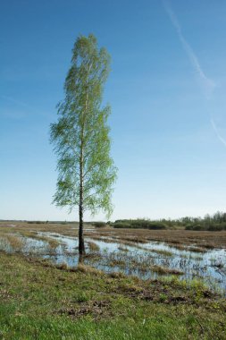 Islak bir çayırda büyüyen uzun huş ağacı
