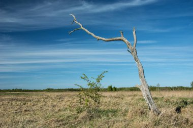 Vahşi bir çayırda duran ölü tek bir kuru ağaç.
