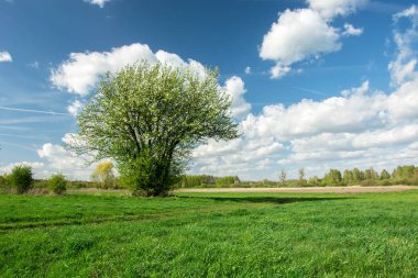 Çayırda açan çalı ve mavi gökyüzünde beyaz bulutlar