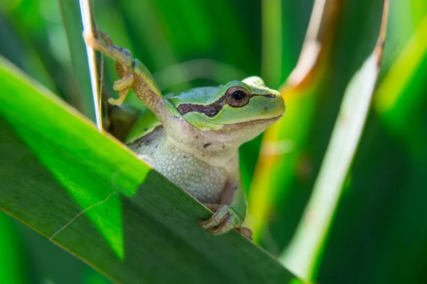 Grenouille arborescente européenne marchant sur les feuilles — Photo