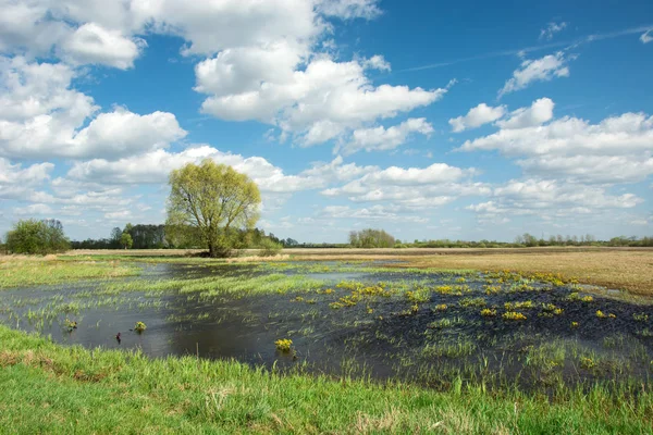 Water after rain on meadow and tree, white clouds on blue sky