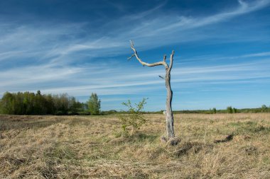 Vahşi bir çayırda duran ölü kuru ağaç.