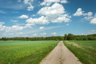 Yeşil tarlalardan ormana giden düz bir yol.