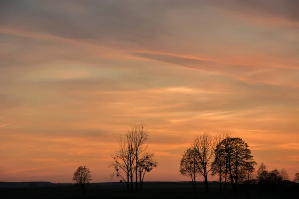 Çayırdaki ağaçlar ve gün batımından sonra renkli bulutlar. — Stok fotoğraf