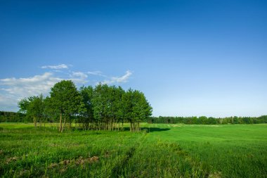 Yeşil bir tarlada yaprak döken ağaçlar, orman ve mavi gökyüzü