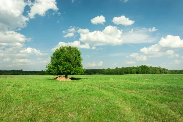 Un solo árbol grande en prado verde, bosque en el horizonte y nubes blancas en el cielo azul — Foto de Stock