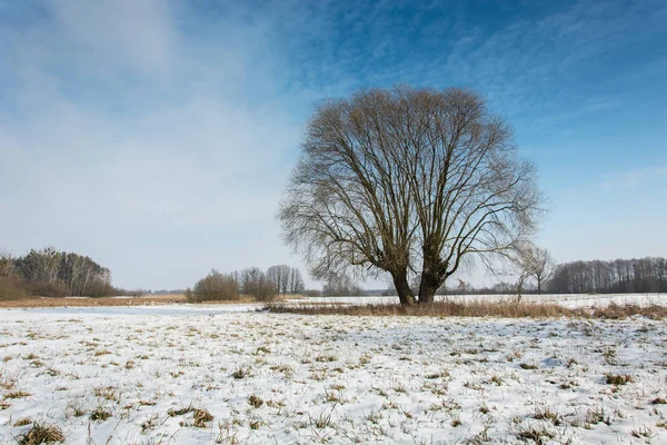 Duża wierzba i śnieg na polu, horyzont i błękitne niebo — Zdjęcie stockowe
