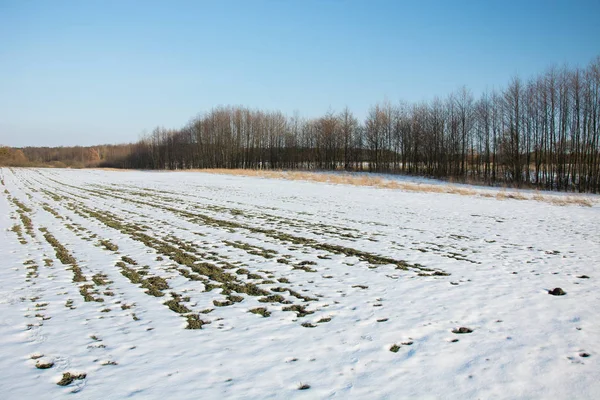 Sciogliere la neve su un campo arato. Alberi che crescono in fila e cielo blu — Foto Stock
