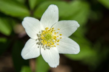 Beyaz odun şakayığı yakın planda.