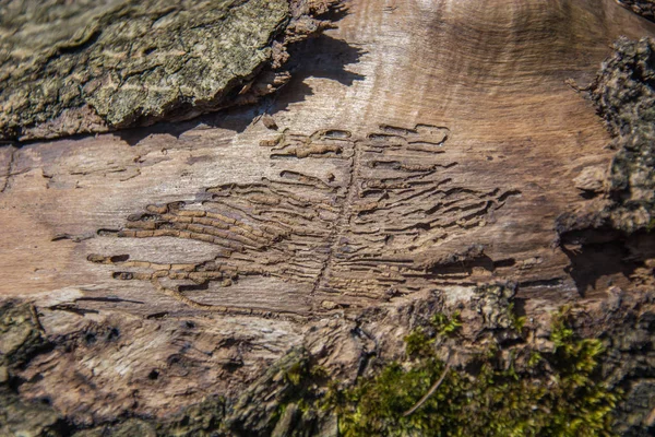 Comido corteza por gusanos de un árbol viejo en un primer plano — Foto de Stock