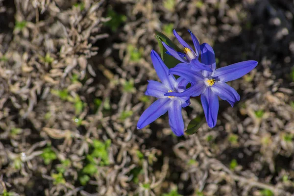 Blå blommor med delade kronblad på närbild — Stockfoto