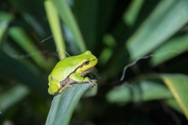 Yaprağın üzerinde oturan Avrupa ağaç kurbağası
