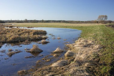 Kuru otları, ufukları ve mavi gökyüzü olan bataklık bölgesi