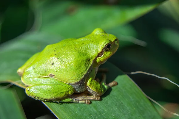 La rana arbórea europea está disfrutando de una hoja — Foto de Stock