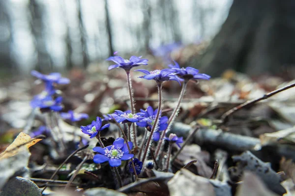 Grupo de flores de hoja de hígado púrpura en el bosque —  Fotos de Stock