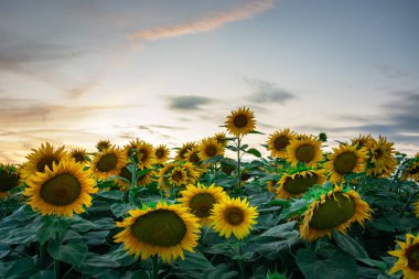 Sarı ayçiçeği çiçekleri, gün batımından sonra bulutlar