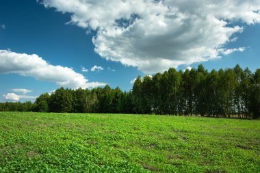 Yeşil tarla, orman ve mavi gökyüzündeki bulutlar