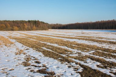 Büyük bir tarlada eriyen kar. Orman ve gökyüzü