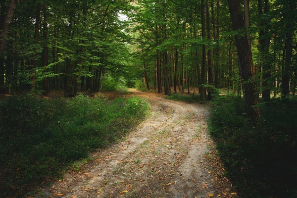 Smutsig väg genom den gröna skogen och fallna löv — Stockfoto