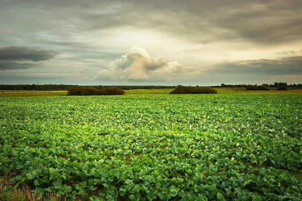 Campo de beterraba sacarina, nuvens no céu — Fotografia de Stock