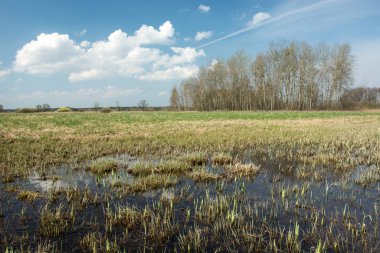 Islak bir çayır, bir grup ağaç ve gökyüzünde beyaz bulutlar.