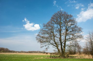 Çayırda büyüyen kocaman bir ağaç ve gökte bulutlar.