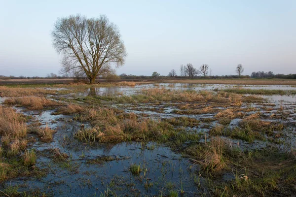 Blick auf eine überflutete Wiese und einen großen Baum am Morgen — Stockfoto