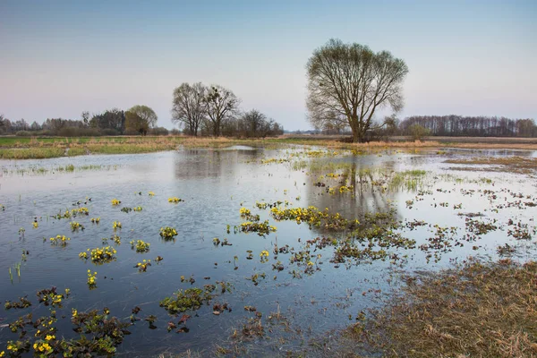 Poranny wiosenny wgląd zalewanej dużej łąki i pojedynczego tre — Zdjęcie stockowe
