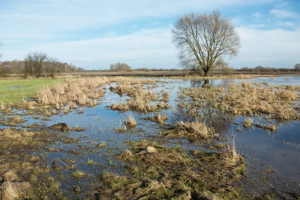 Louka se suchými travinami zaplavená vodou a strom bez le — Stock fotografie