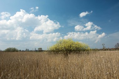 Yüksek kuru ot, sarı çiçek açan çalı ve mavi gökyüzünde beyaz bulutlar.
