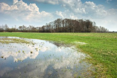 Su basmış çayır, ufuktaki orman ve gökteki bulutlar suya yansıyor.