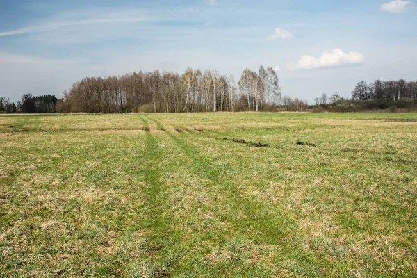 Tracce di ruote su un prato verde, un gruppo di alberi e nuvole su un cielo — Foto Stock