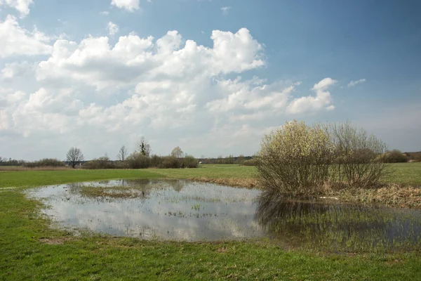 Wiosna zalana łąką i kwitnącymi krzewami, horyzontem i chmurami na niebie — Zdjęcie stockowe