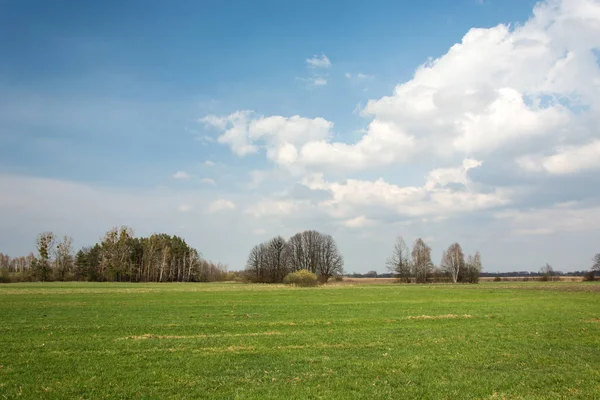 Campo verde, horizonte y nubes en el cielo — Foto de Stock