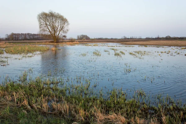 Vista da manhã de um grande prado pantanoso e uma única árvore — Fotografia de Stock