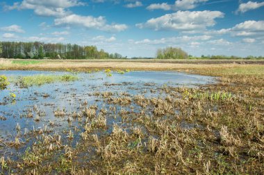 Çayırdaki sudaki çimenler, mavi gökyüzündeki beyaz bulutlar