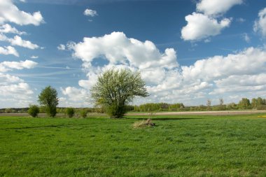 Yeşil çayırlarda açan çalı ve mavi gökyüzünde beyaz bulutlar.