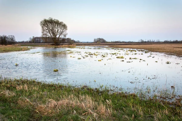 Spring view of a flooded large meadow and a single tree — Stock Photo, Image