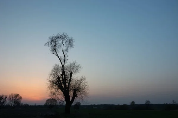 Gün batımından sonra uzun yapraksız ağaç ve gökyüzü — Stok fotoğraf